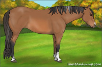 Horse Color:Bay Sabino 