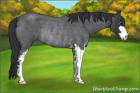 Horse Color:Blue Roan Sabino Rabicano 