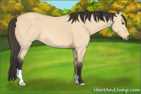 Horse Color:Buckskin Dun