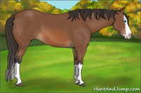 Horse Color:Bay Sabino Splash 