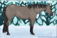 Horse Color:Brown Dun