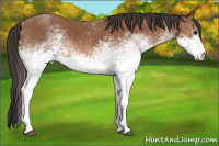 Horse Color:White Spotted Bay 