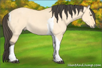Horse Color:Buckskin Dun Tobiano 