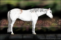 Horse Color:White Spotted Bay Splash Rabicano 