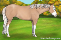 Horse Color:Silver Sable Champagne Sabino Splash 