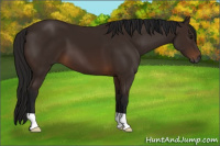 Horse Color:Gray Bay 