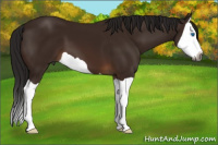 Horse Color:Gray Bay Splash 