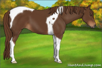 Horse Color:Gray Chestnut Tobiano 