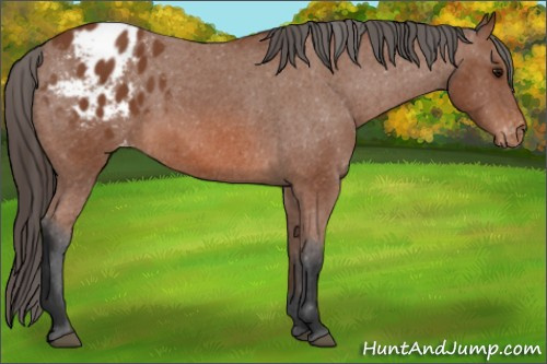 Horse Color: Bay Blanket 