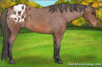Horse Color:Bay Appaloosa 
