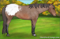 Horse Color:Bay Snowcap 