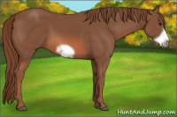 Horse Color:Liver Chestnut Frame 