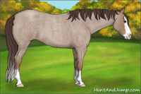 Horse Color:Classic Champagne Roan Splash