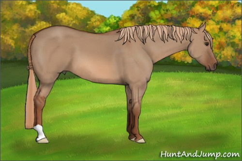 Horse Color: Red Dun 