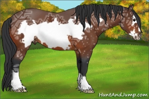 Horse Color: Bay Ice Frame 