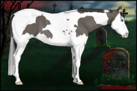 Horse Color:Smoky Grullo Splash Tobiano