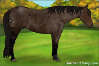Horse Color:ERROR: UNKNOWN ANOMALY
