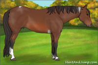 Horse Color:Bay Tobiano 