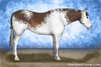 Horse Color:White Spotted Brown