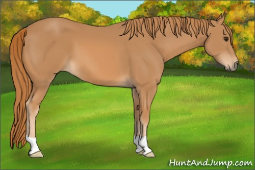 Horse Color: Chestnut 