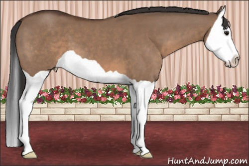 Horse Color: Brown Dun Splash 
