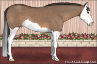 Horse Color:Brown Dun Splash 