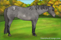 Horse Color:Gray Blue Roan Sabino Blanket 