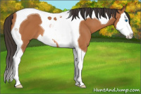 Horse Color:Bay Splash Tobiano 