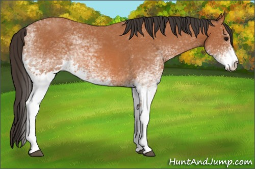 Horse Color: White Spotted Bay 