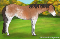Horse Color:White Spotted Bay 