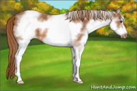 Horse Color:White Spotted Chestnut Frame 