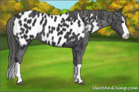 Horse Color:Brown Splash Near Leopard 