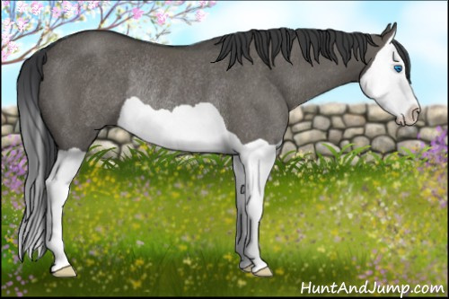 Horse Color: Grullo Splash Rabicano 