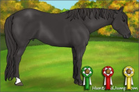 Horse Color:Smoky Black 