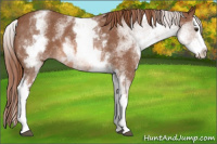 Horse Color:White Spotted Liver Red Roan Splash