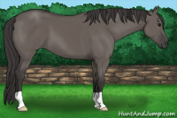 Horse Color:Buckskin Dun