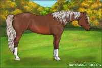 Horse Color:Silver Bay 