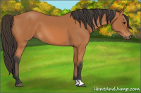 Horse Color:Bay 