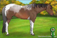 Horse Color:Bay Sabino Tobiano