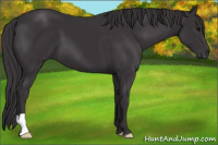 Horse Color:Smoky Black
