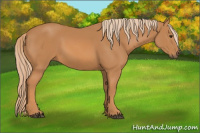 Horse Color:Unknown 