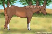Horse Color:Unknown 