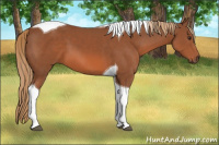 Horse Color:Unknown 