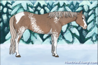 Horse Color:White Spotted Silver Black Splash Tobiano 