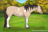 Horse Color:Bay Dun Tobiano Frame
