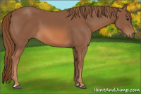 Horse Color:Liver Chestnut 