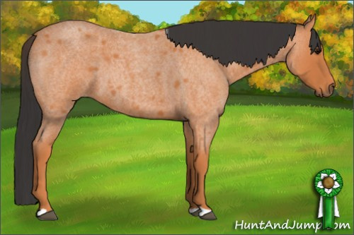 Horse Color: Bay Roan 