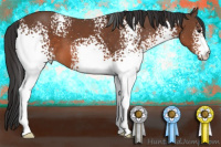 Horse Color:White Spotted Bay 