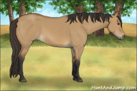 Horse Color:Buckskin Dun 