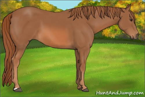 Horse Color: Chestnut 
